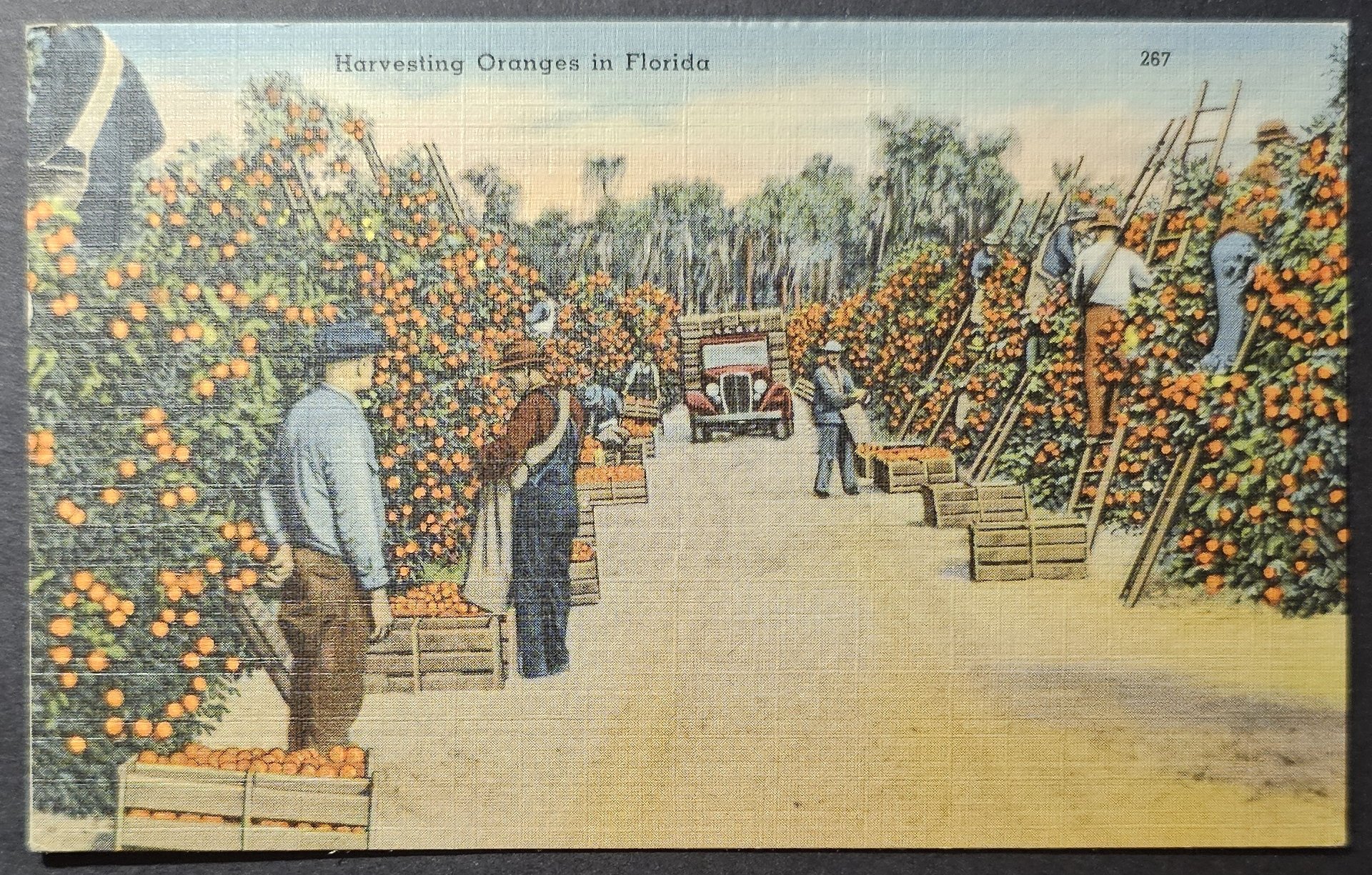 (image for) postcard USA - FL - Florida #0044